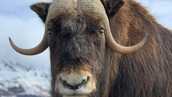 Why We Are Named MuskOx