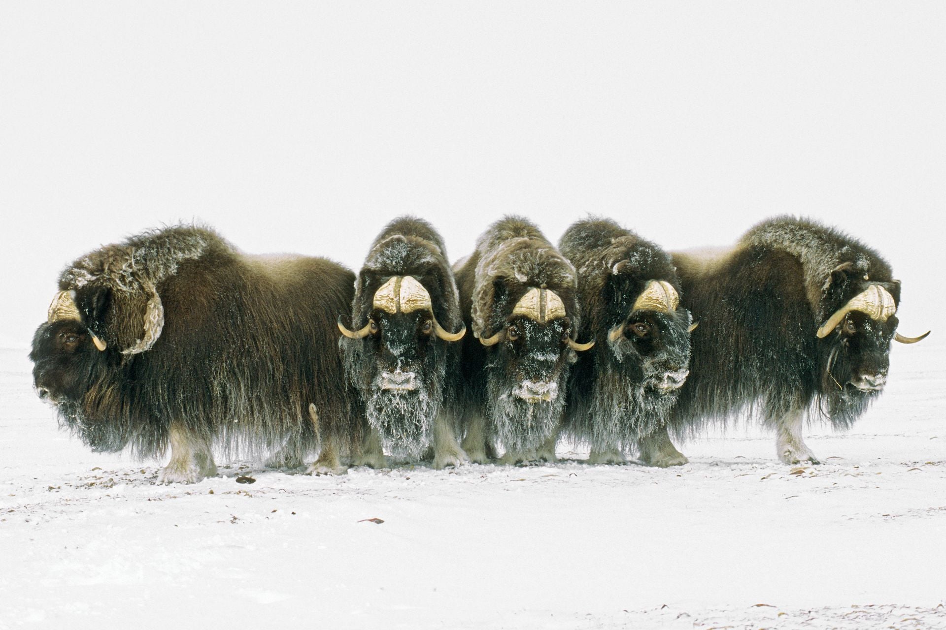The State of Climate Change – MuskOx Flannels