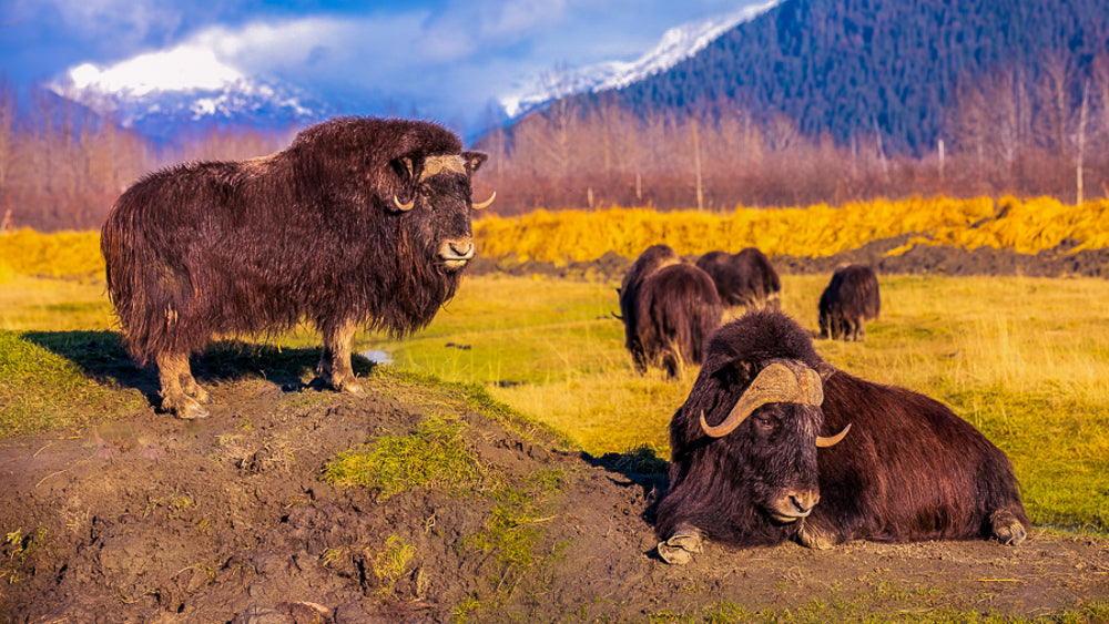 The Art of Bushcraft and Survival – MuskOx Flannels