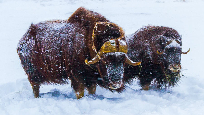 Men's Outdoor Apparel Company & Alaska Non-Profit Team Up To Support Muskox & Wildlife Conservation