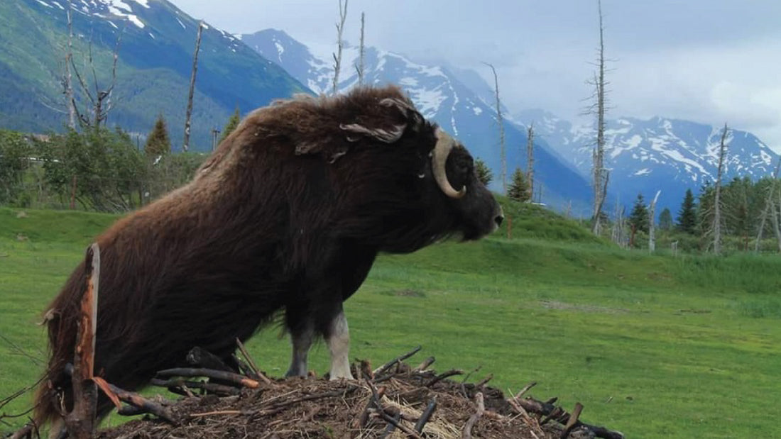 8 Majestic Alaskan Adventures