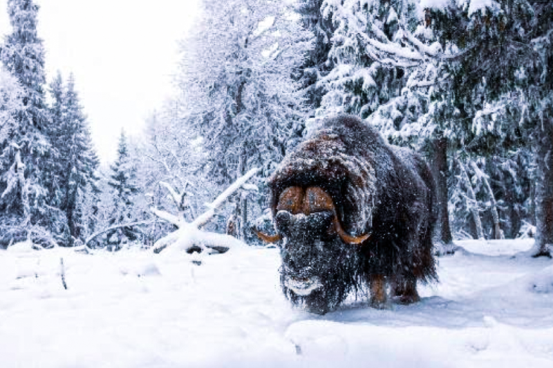 MuskOx-Apparel-Harje-Feature