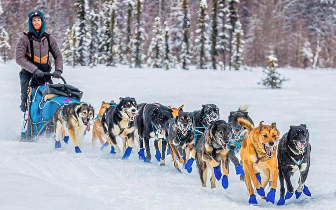 Members Of Our Herd In Transit