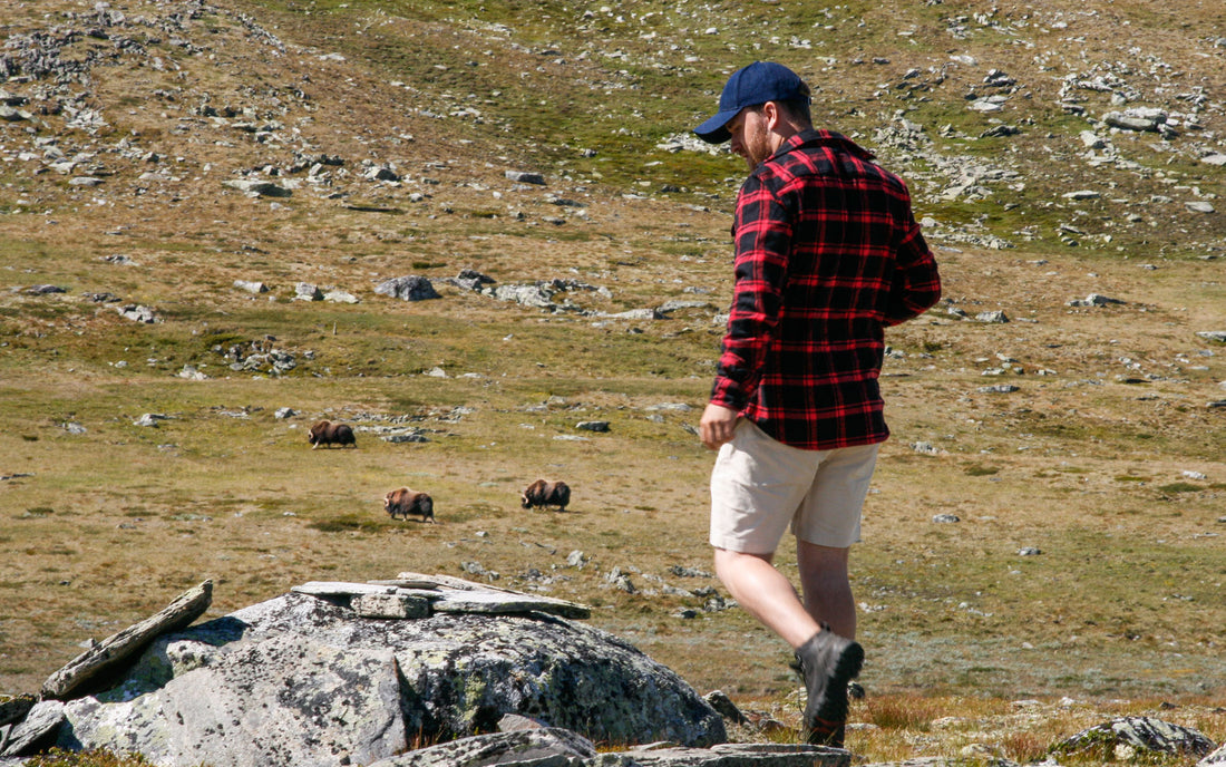 Muskox Safari in Norway