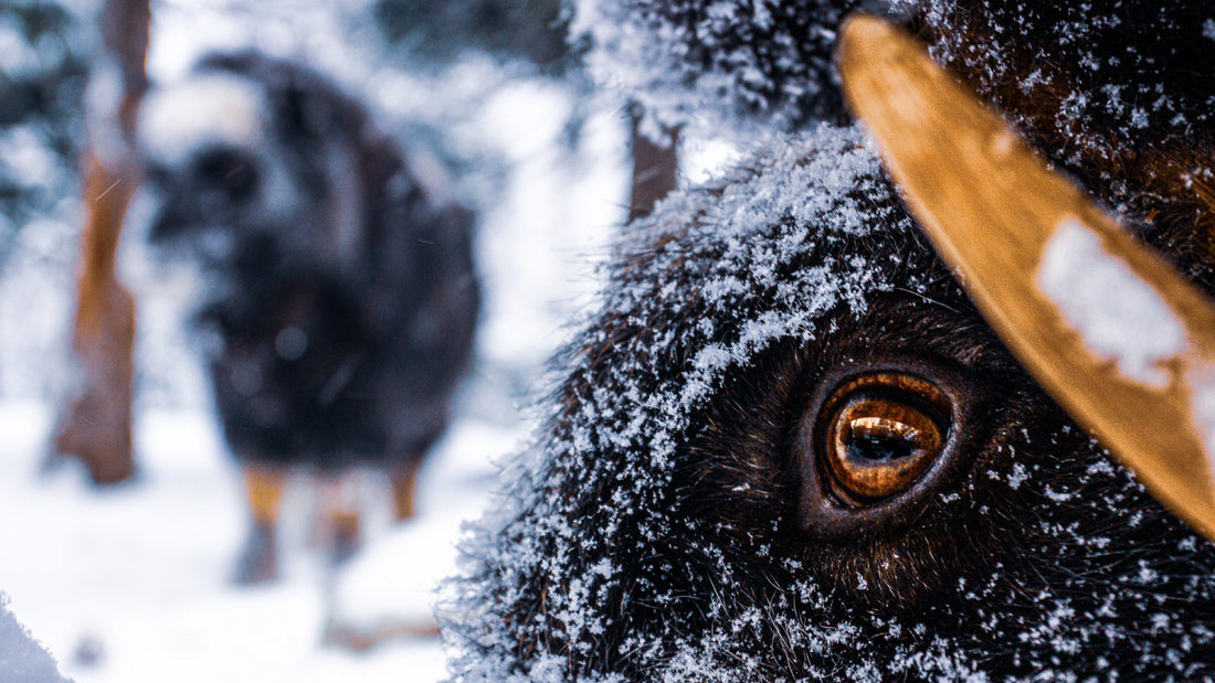 Our Friends at Myskoxcentrum, Muskox Preserve
