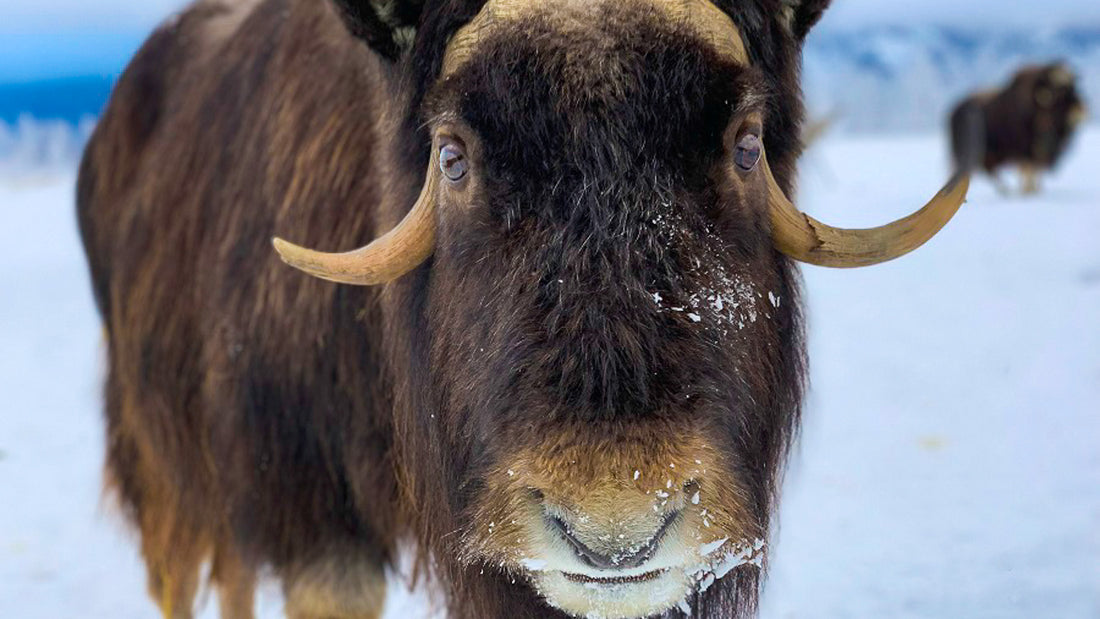 The Unique Insulating Factors of the Muskox