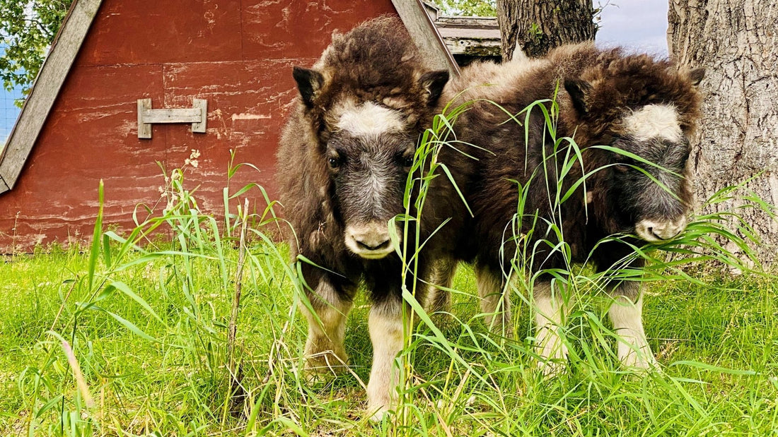 Image of the AWCC muskox, Jasper and Opal