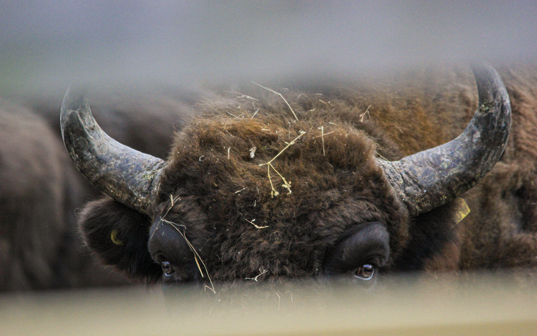 Photo of a Bison's Horns