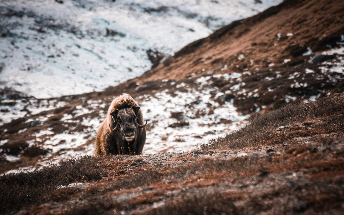 Muskox in the Arctic