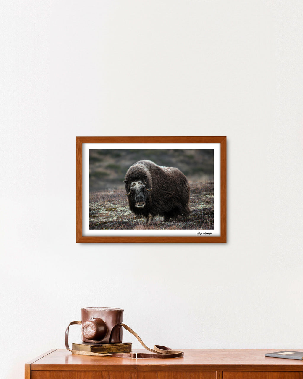 Elder Muskox Cow, Photograph by Kaspar Rønningen