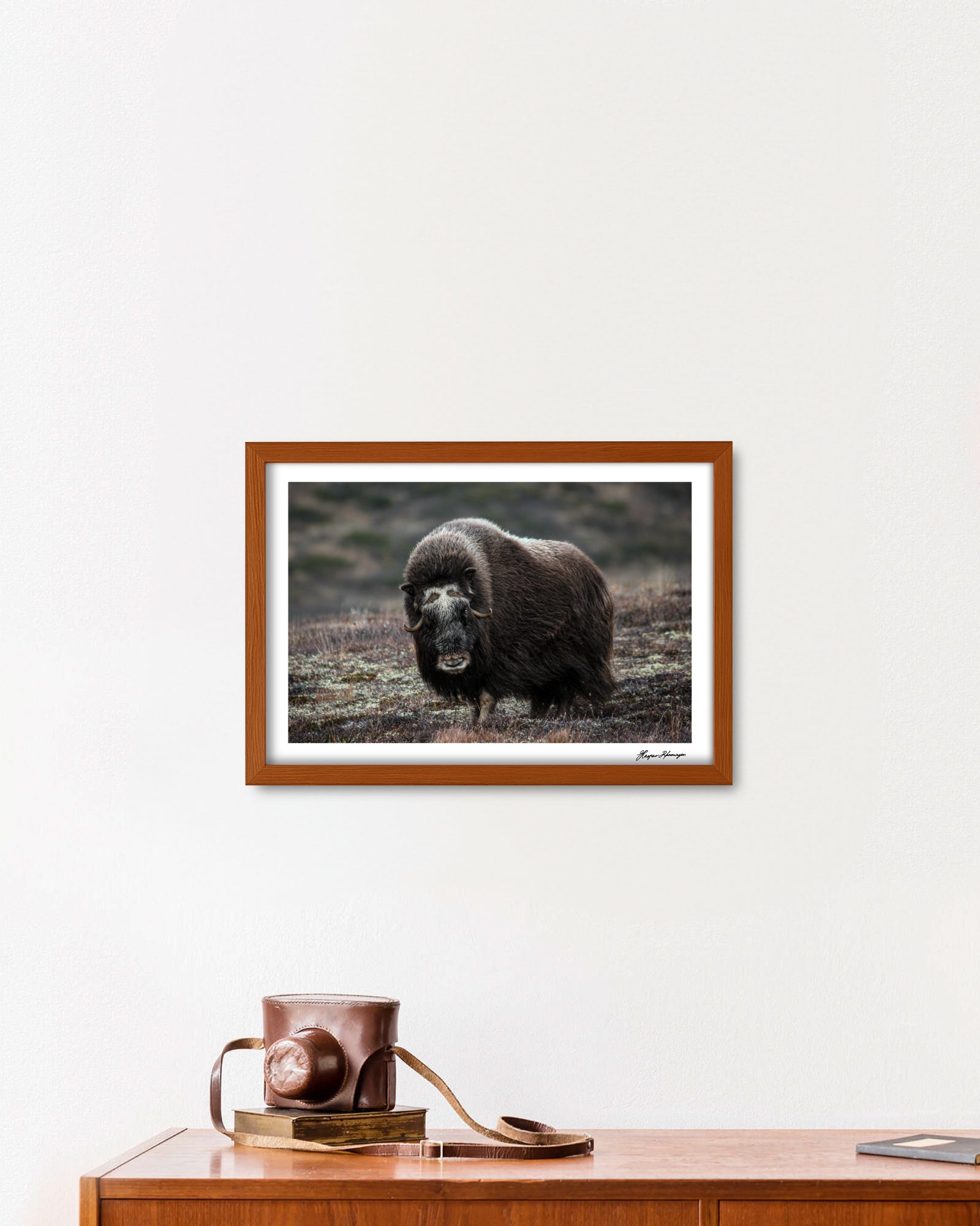 Elder Muskox Cow, Photograph by Kaspar Rønningen