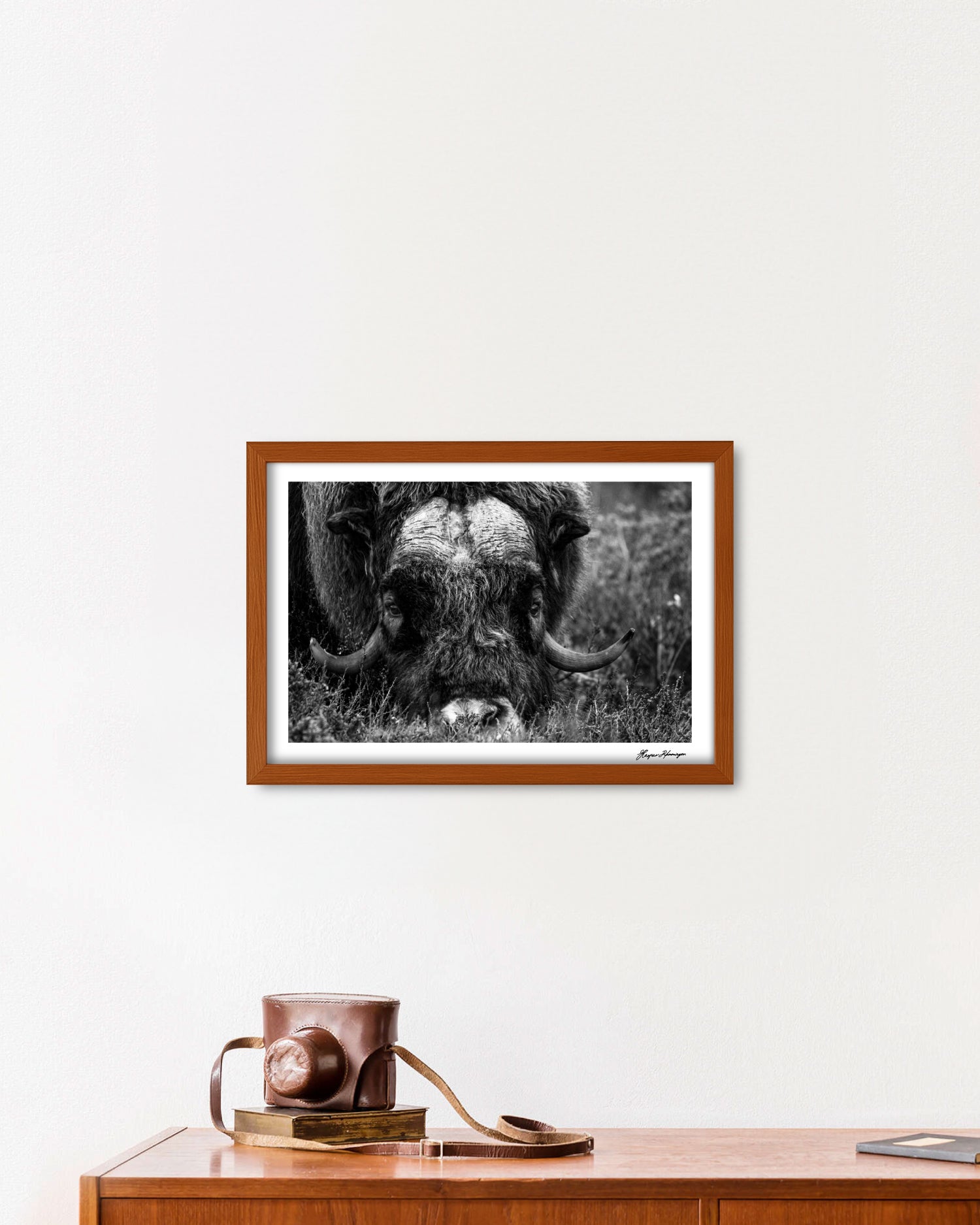 Foraging Muskox, Photograph by Kaspar Rønningen