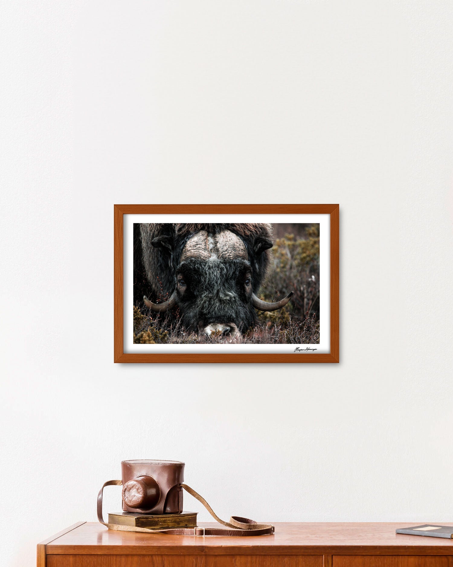 Foraging Muskox, Photograph by Kaspar Rønningen