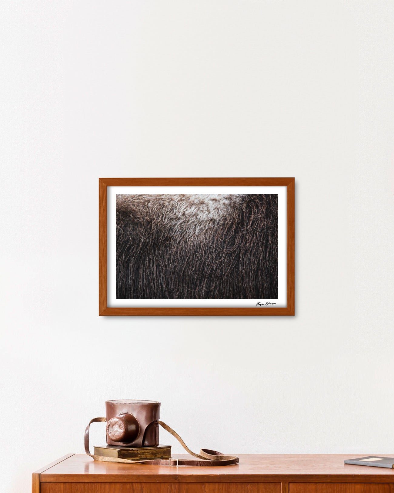Muskox-Bull's-Broadside, Photograph by Kaspar Rønningen