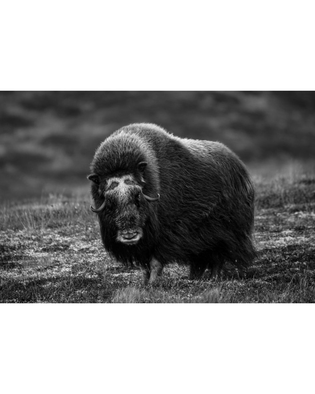 Elder Muskox Cow, Photograph by Kaspar Rønningen