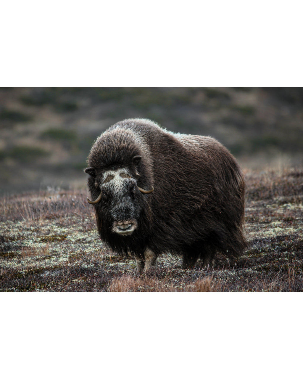 Elder Muskox Cow, Photograph by Kaspar Rønningen