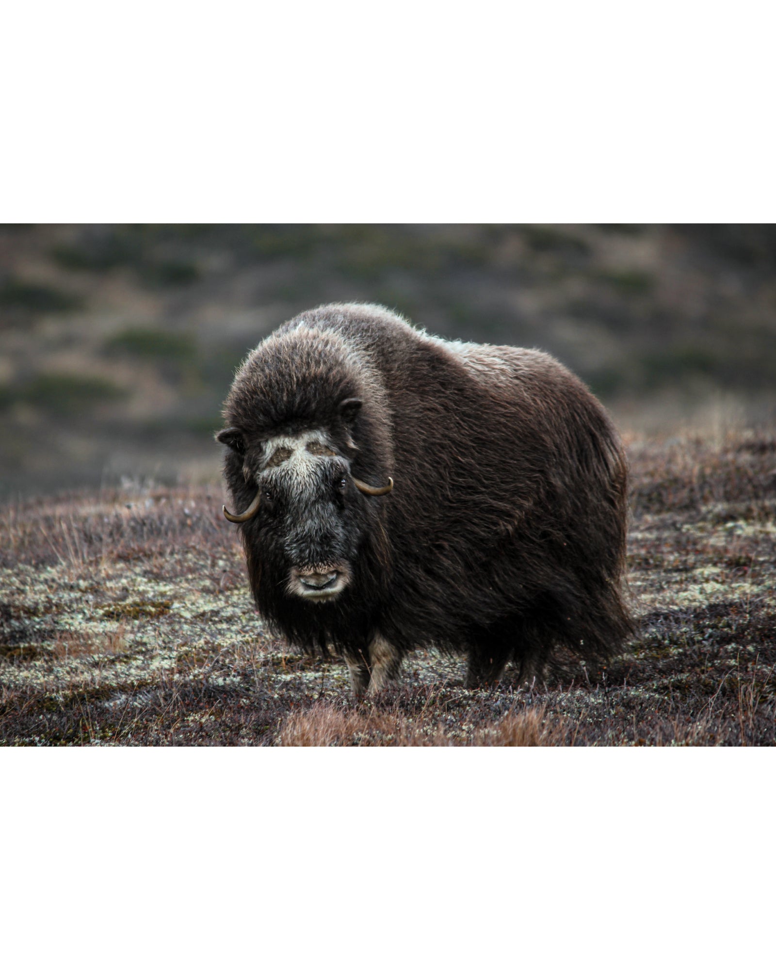Elder Muskox Cow, Photograph by Kaspar Rønningen