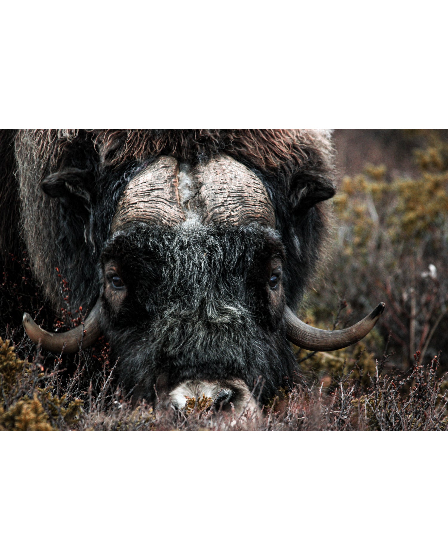 Foraging Muskox, Photograph by Kaspar Rønningen