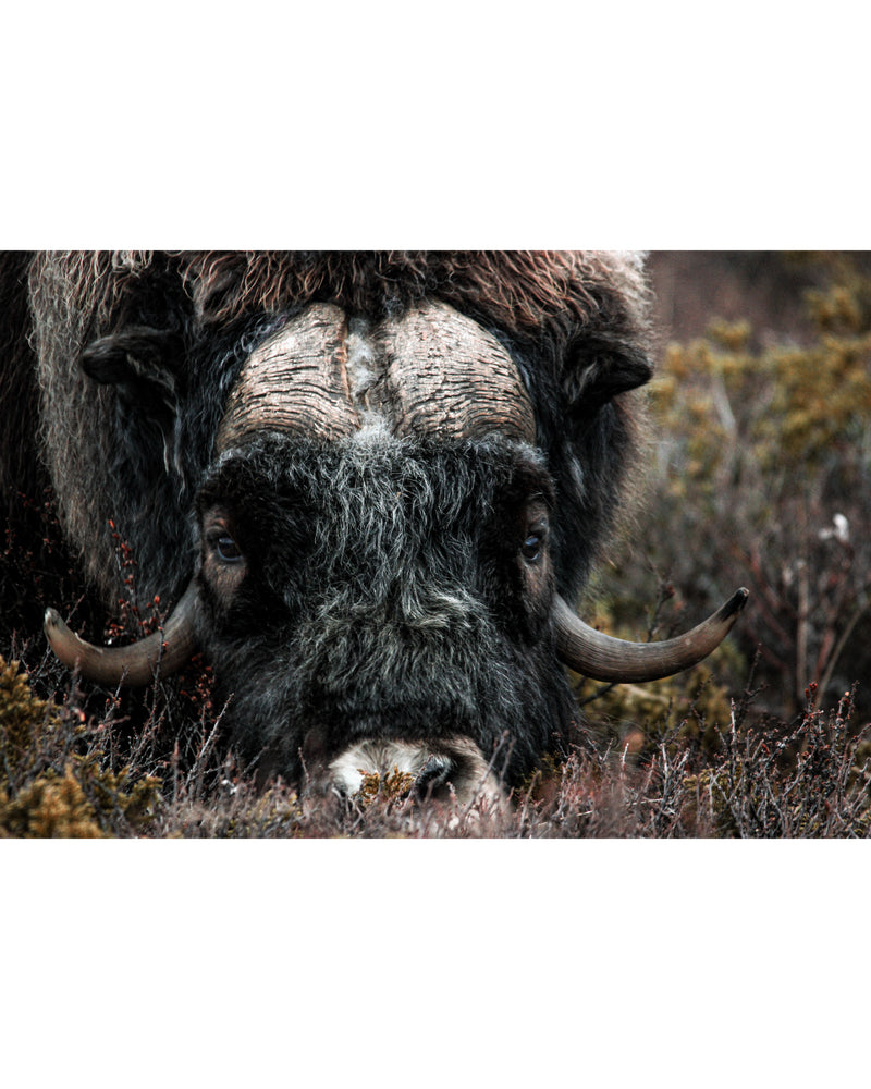 Foraging Muskox, Photograph by Kaspar Rønningen