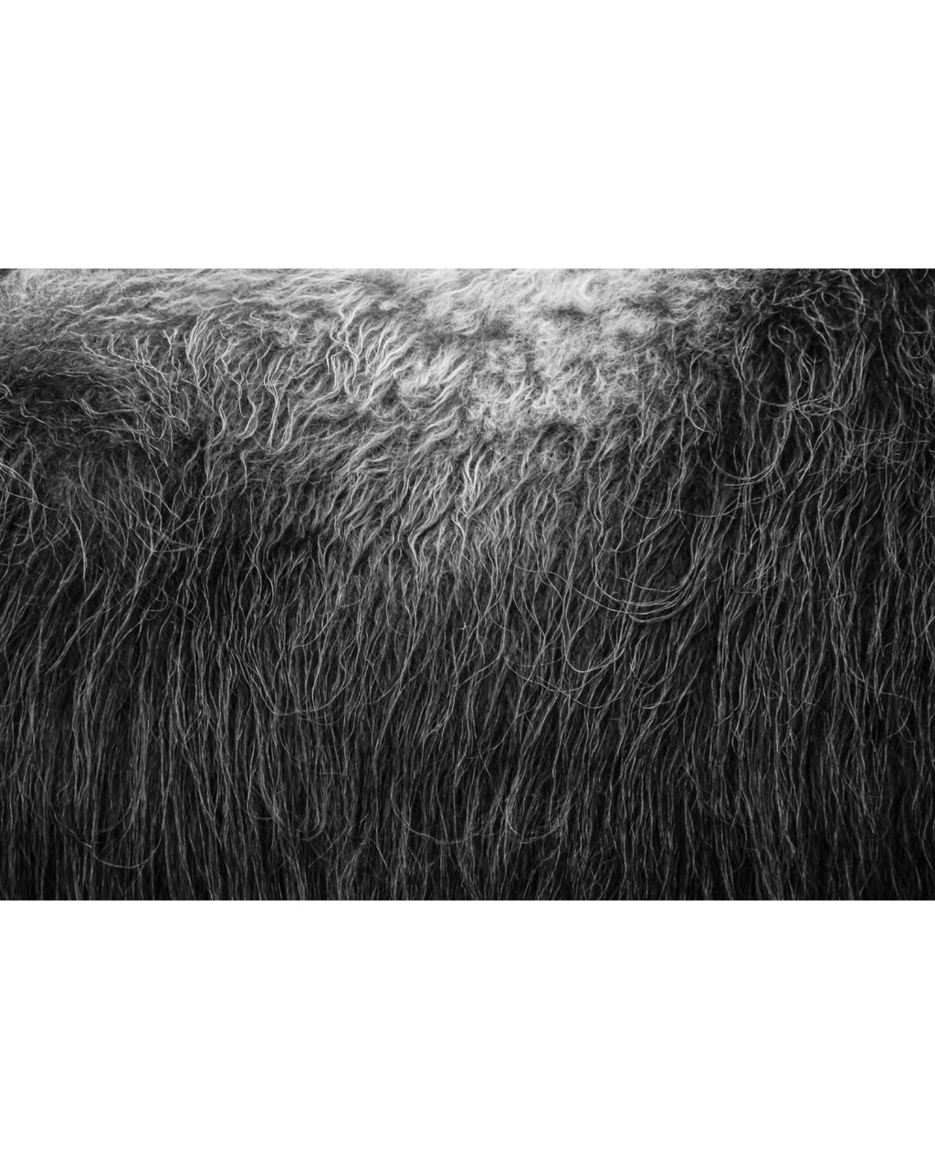 Muskox-Bull's-Broadside, Photograph by Kaspar Rønningen