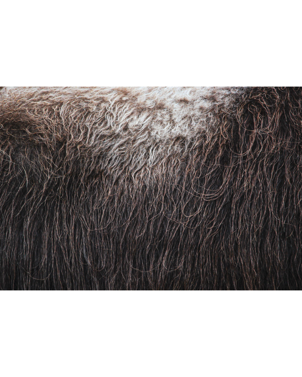 Muskox-Bull's-Broadside, Photograph by Kaspar Rønningen