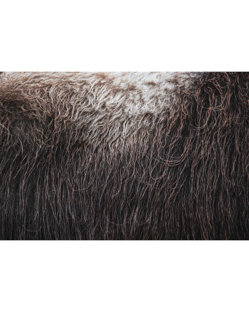 Muskox-Bull's-Broadside, Photograph by Kaspar Rønningen
