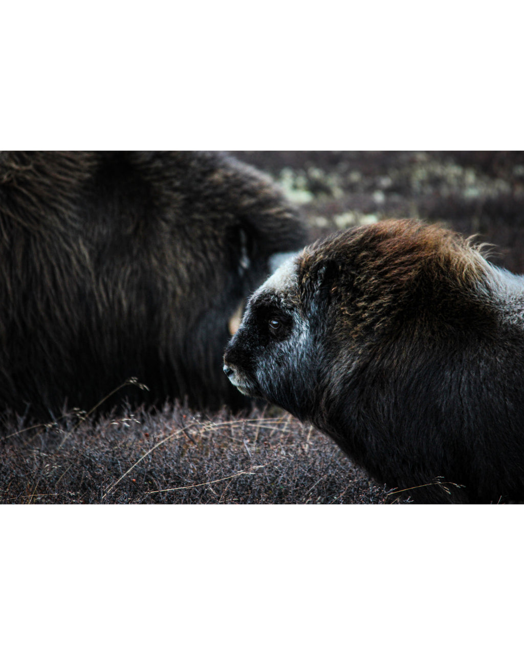 Young Muskox Calf, Photograph by Kaspar Rønningen