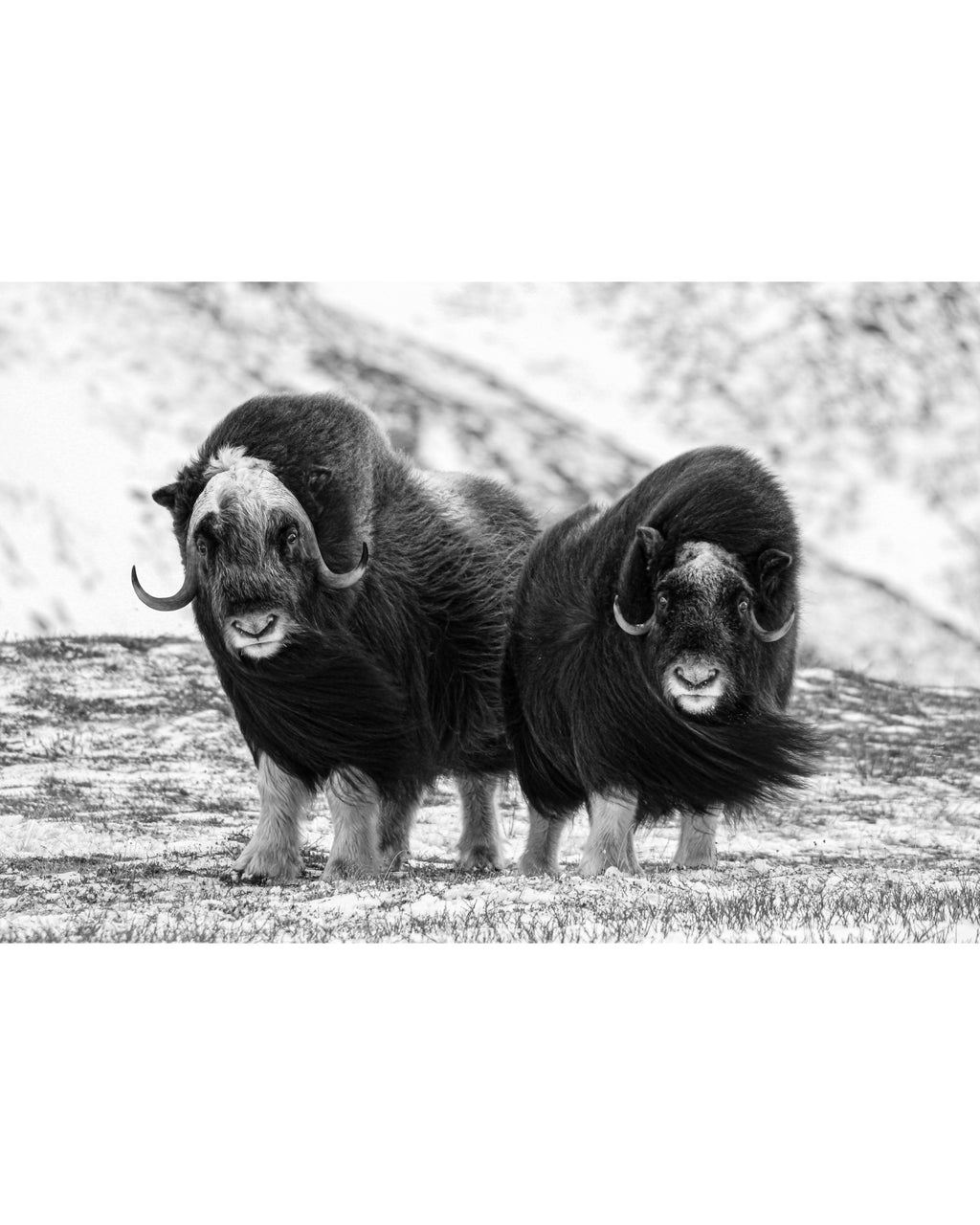 Young Muskox Pair, Photograph by Kaspar Rønningen