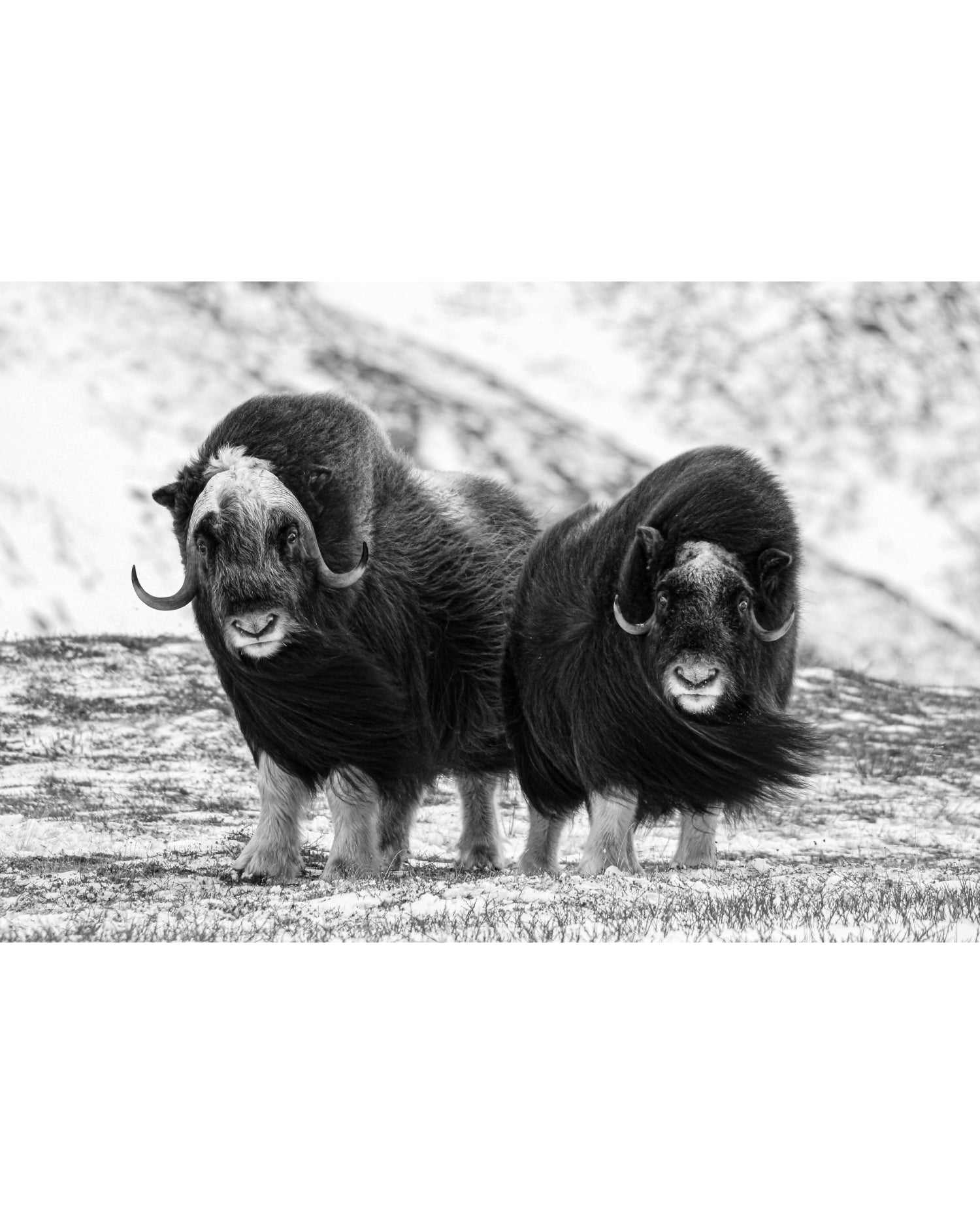 Young Muskox Pair, Photograph by Kaspar Rønningen