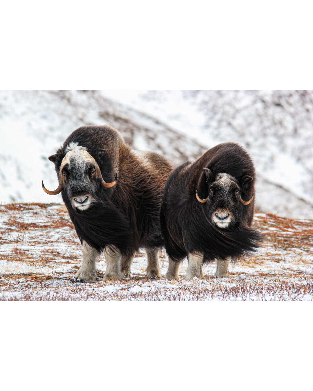 Young Muskox Pair, Photograph by Kaspar Rønningen