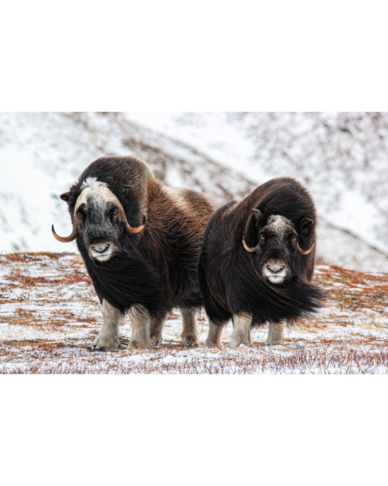 Young Muskox Pair, Photograph by Kaspar Rønningen