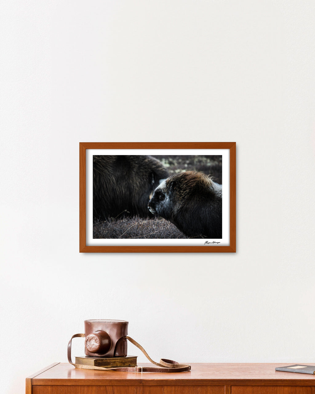 Young Muskox Calf, Photograph by Kaspar Rønningen