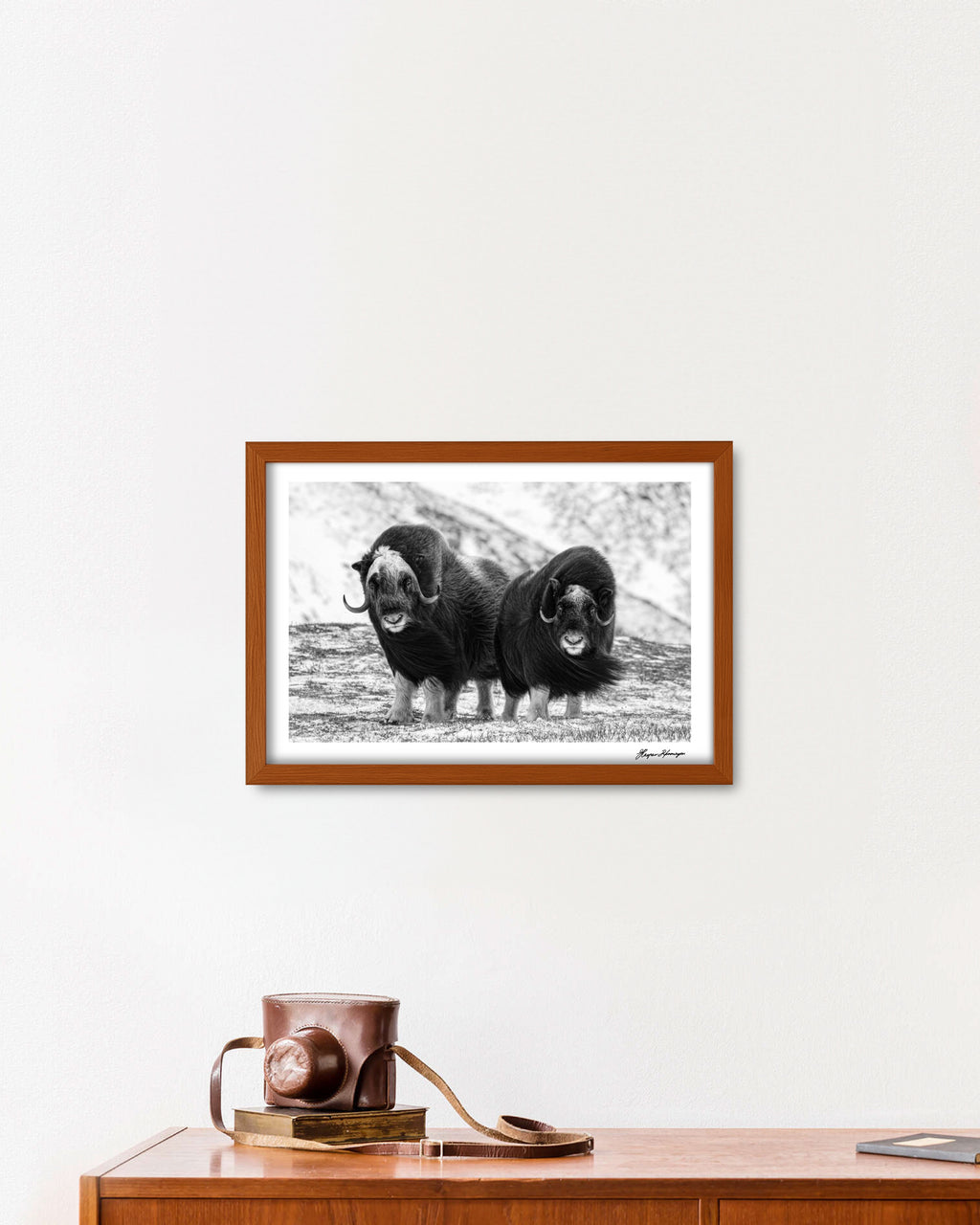 Young Muskox Pair, Photograph by Kaspar Rønningen