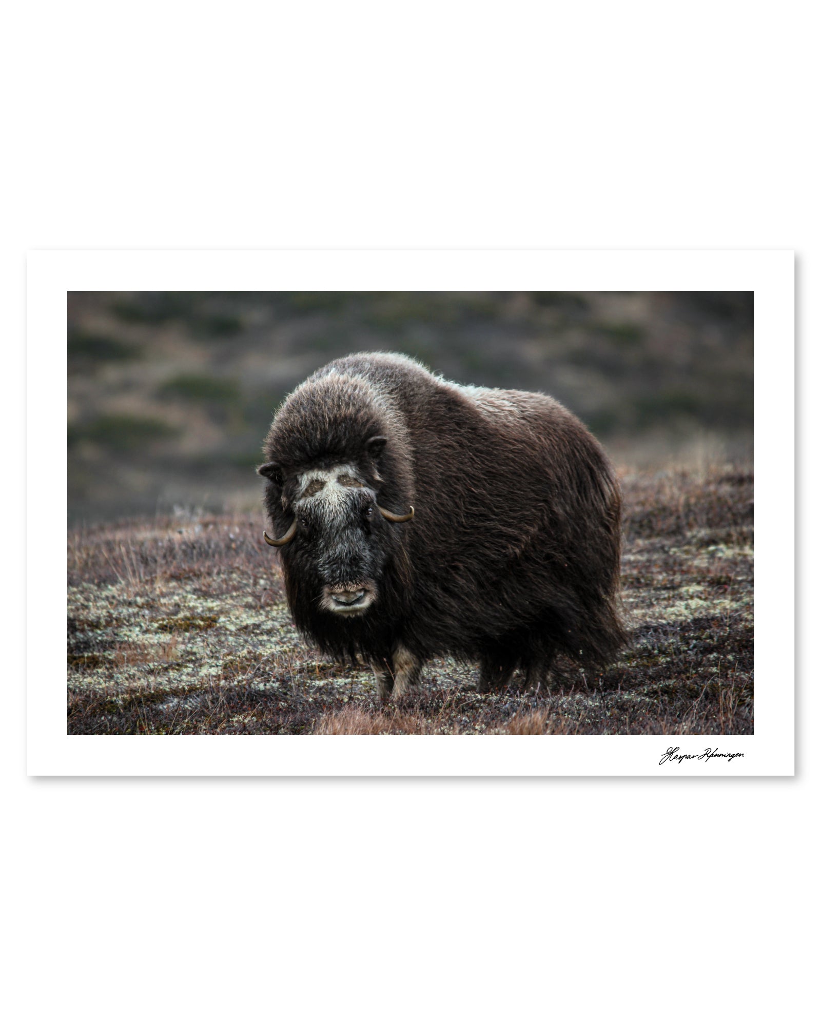 Elder Muskox Cow, Photograph by Kaspar Rønningen