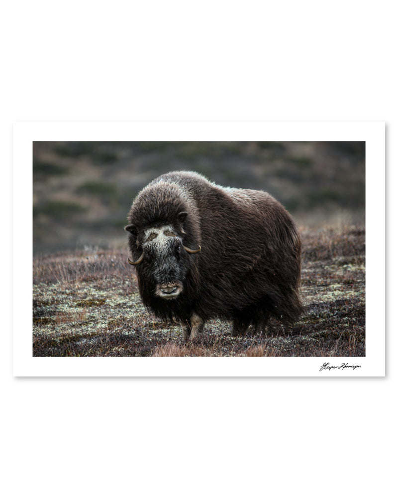 Elder Muskox Cow, Photograph by Kaspar Rønningen