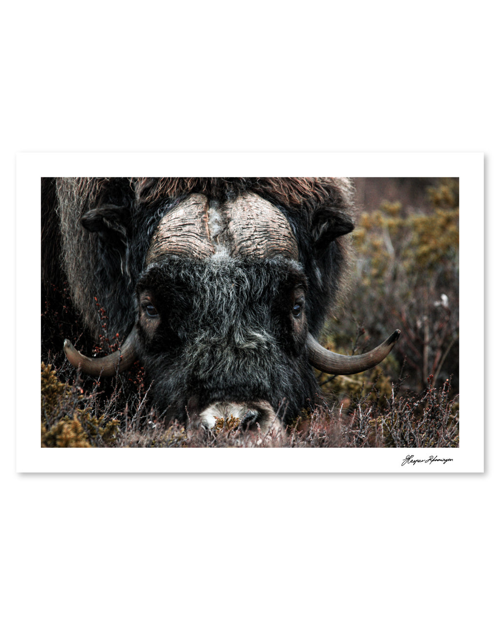 Foraging Muskox, Photograph by Kaspar Rønningen