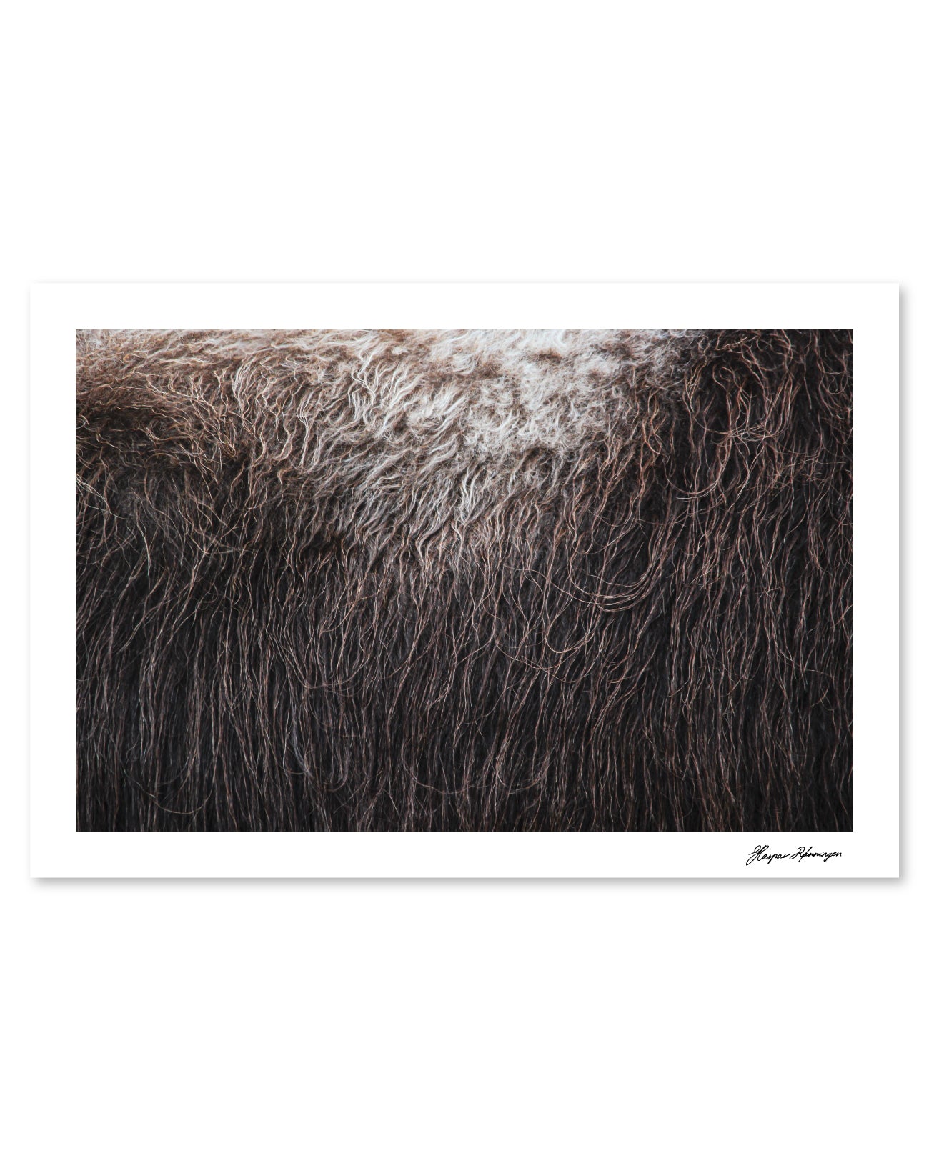 Muskox-Bull's-Broadside, Photograph by Kaspar Rønningen