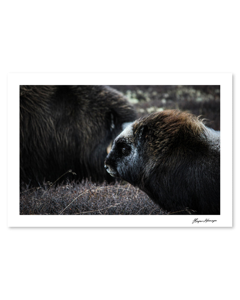 Young Muskox Calf, Photograph by Kaspar Rønningen