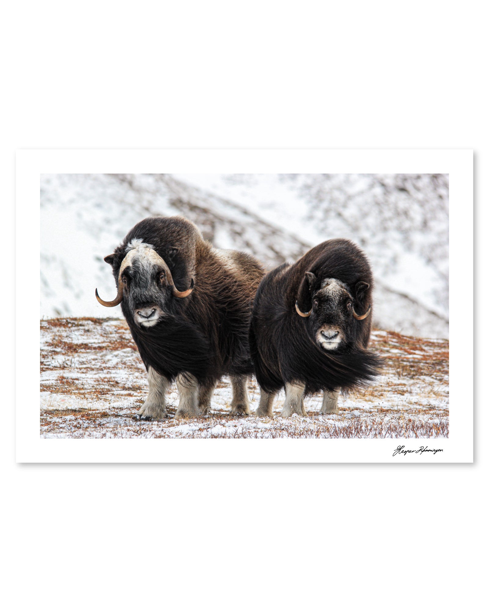 Young Muskox Pair, Photograph by Kaspar Rønningen