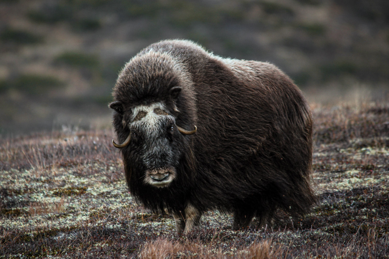Muskox Wildlife Photo